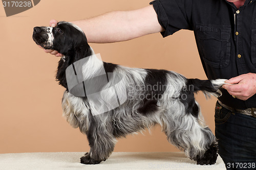 Image of exhibition training of english cocker spaniel 