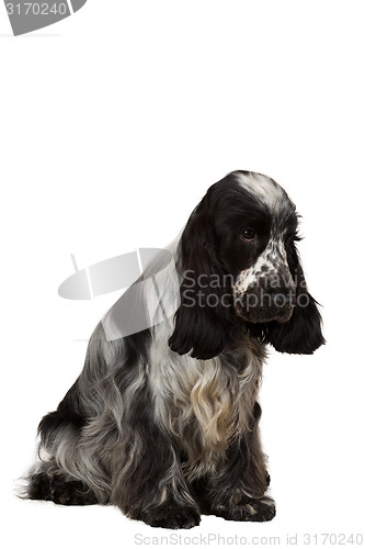 Image of isolated portrait of english cocker spaniel