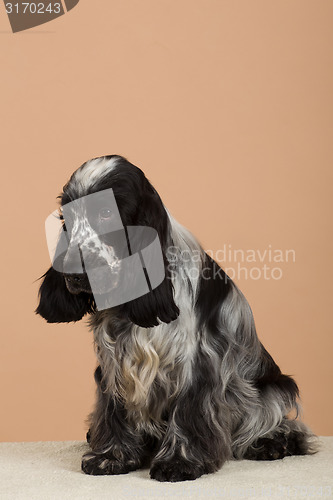 Image of portrait of english cocker spaniel