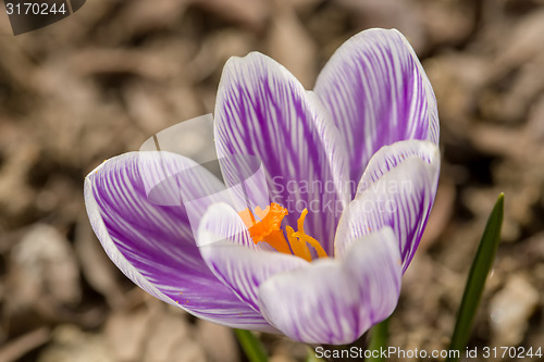 Image of macro of first spring flowers in garden crocus