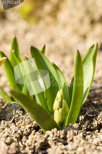 Image of not opened buddingblow of hyacinth flower