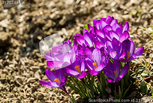 Image of first spring flowers in garden crocus