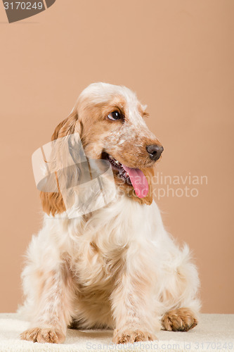 Image of portrait of english cocker spaniel