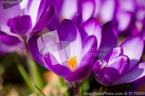 Image of macro of first spring flowers in garden crocus