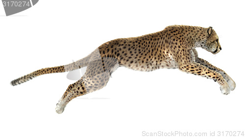 Image of Cheetah
