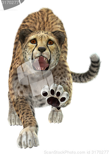 Image of Cheetah