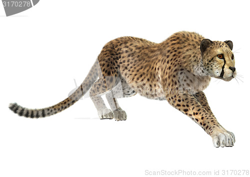 Image of Cheetah