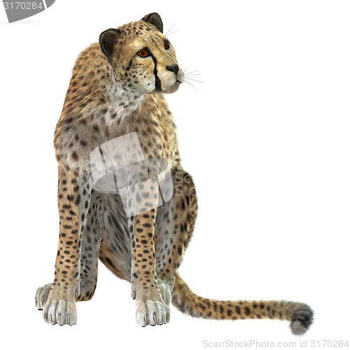 Image of Cheetah