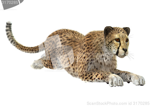 Image of Cheetah