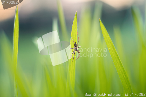 Image of Closeup photo of fresh green grass