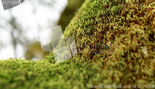 Image of Green moss on tree trunk