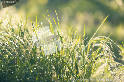 Image of Closeup photo of fresh green grass