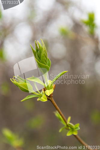 Image of Small green leaves at spring