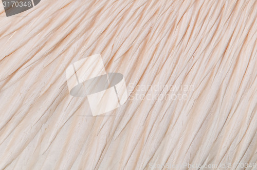 Image of Bird feathers