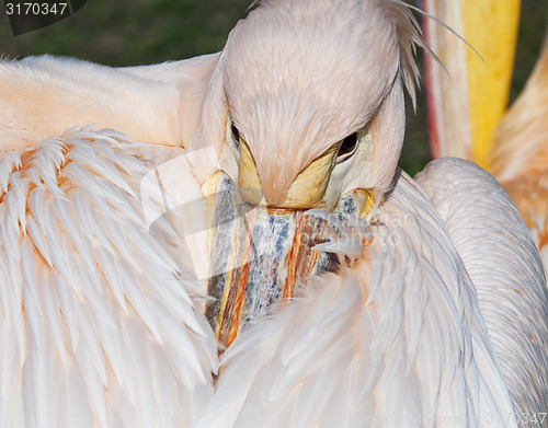 Image of Pelican