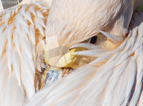 Image of Pelican