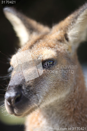 Image of Australian Wallaby