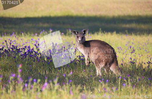 Image of Kangaroo in a field of flowering  bushland