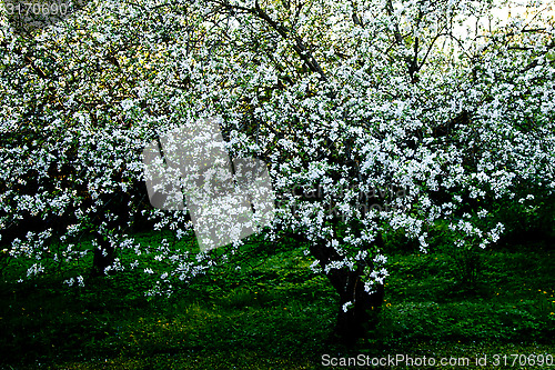 Image of Old appletree with apple blossom of an old apple sort