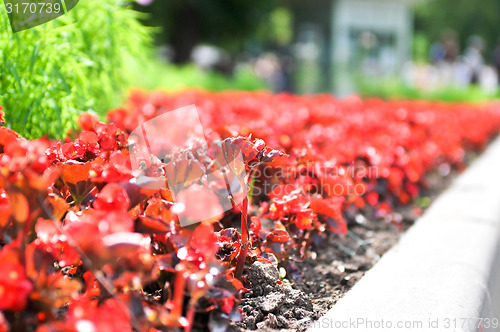 Image of flowerbed 