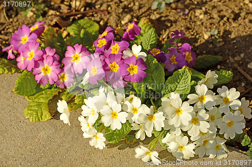 Image of primroses in a garden 