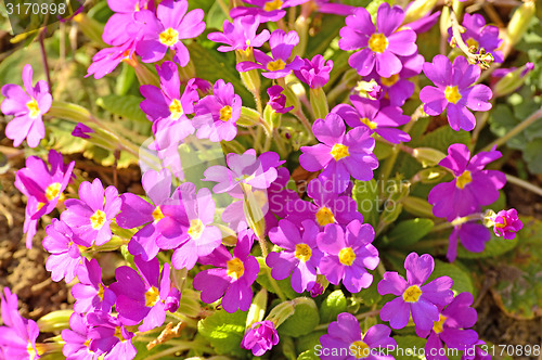 Image of primroses in a garden 