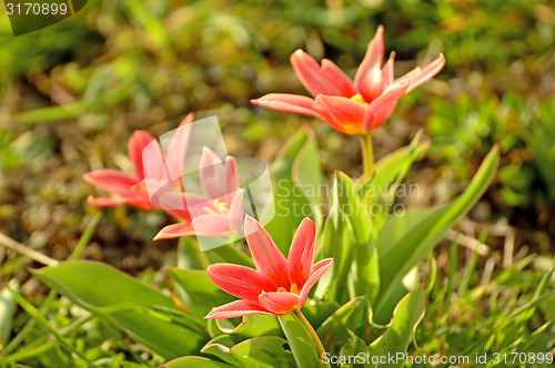 Image of Wild tulips