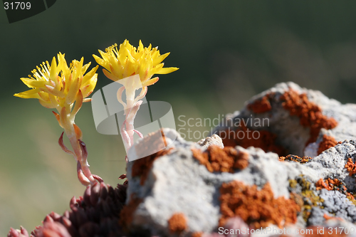 Image of yellow flowers macro