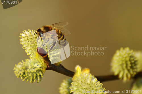 Image of Willow blossom with bee