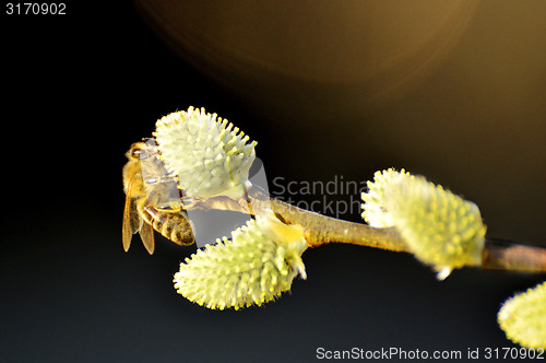 Image of Willow blossom with bee
