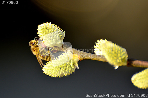 Image of Willow blossom with bee