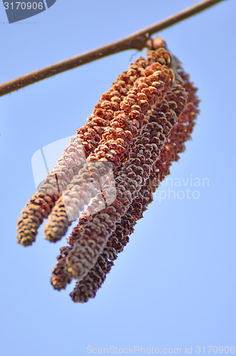 Image of Alder blossom