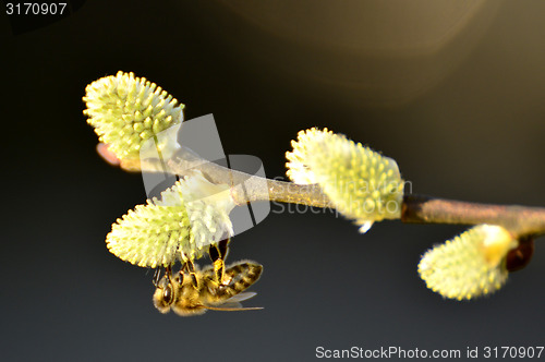 Image of Willow blossom with bee