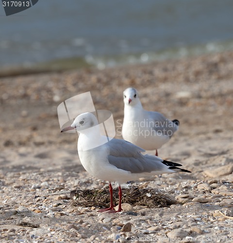 Image of Seagulls on sea beach