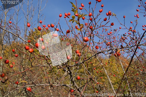 Image of Branches of wild rose