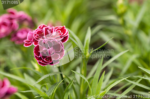 Image of Purple Flower Macro