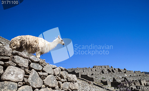 Image of llama standing in Macchu picchu ruins