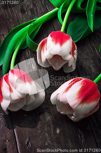 Image of three white red tulips 