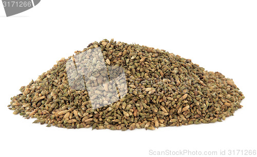 Image of Pagoda Tree Seed