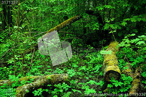 Image of original green forest in spring in Estonia, Europe 