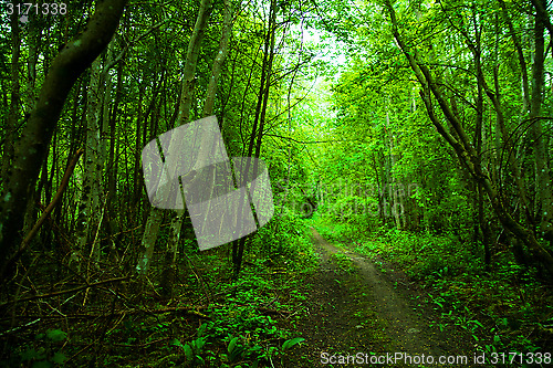 Image of original green forest with wild garlic in spring in Estonia, Europe 