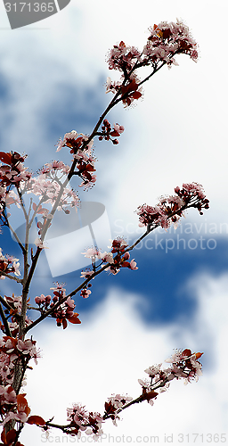 Image of Cherry Tree