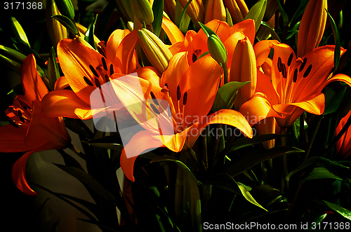 Image of Orange Lily 
