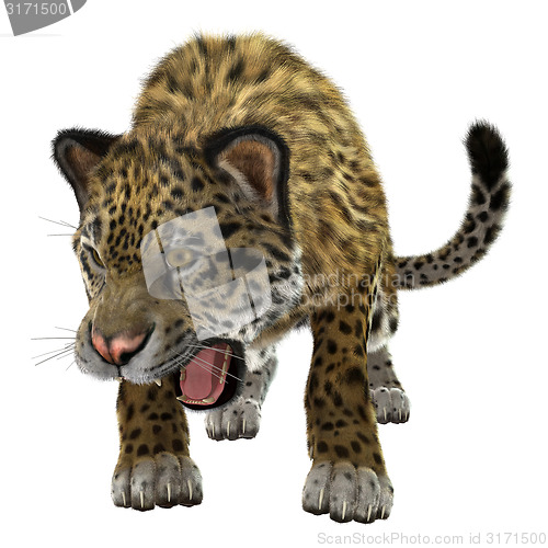 Image of Jaguar