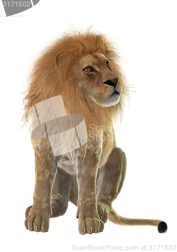 Image of Lion