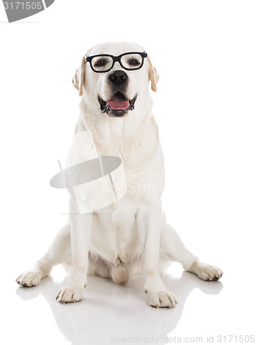 Image of Labrador with glasses 