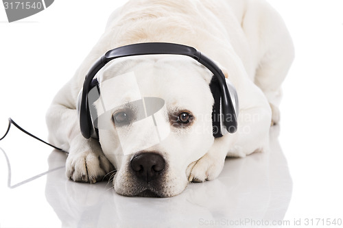 Image of Dog and music 