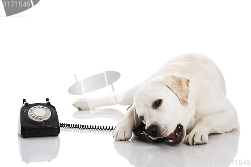 Image of Dog and phone 