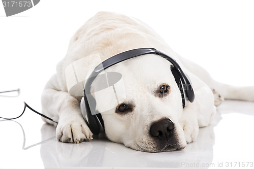 Image of Dog and music 