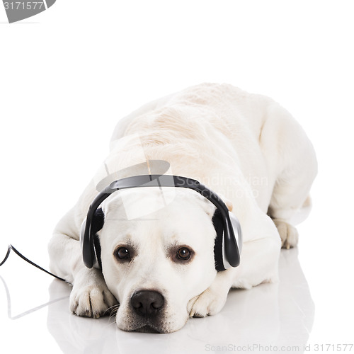 Image of Dog and music 